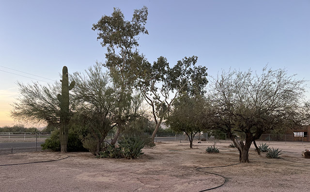 front yard - November 2025